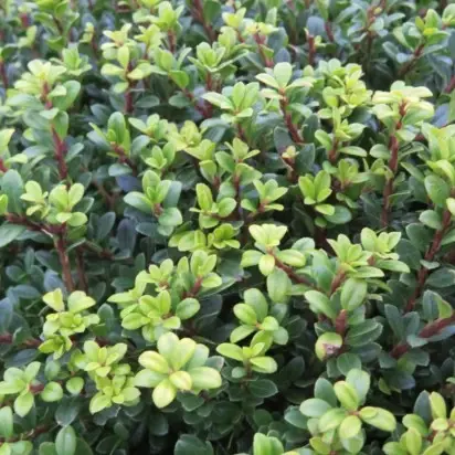 ILEX crenata 'Glorie Dwarf'