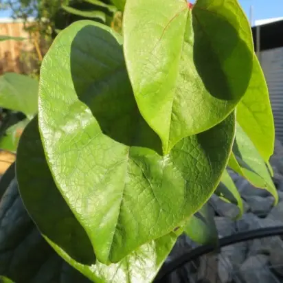 CERCIS chinensis 'Diane' - image 3