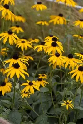 RUDBECKIA fulgida var. sullivantii 'Goldschirm'