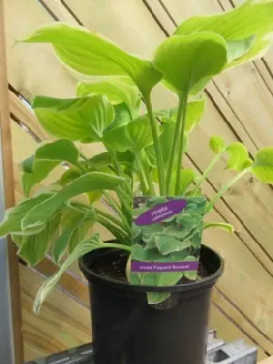 HOSTA 'Fragrant Bouquet' - image 2