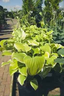 HOSTA 'Fragrant Bouquet' - image 4