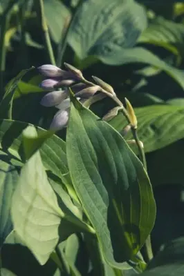 HOSTA 'Marmalade on Toast' - image 3