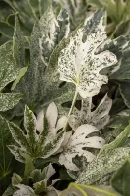 FATSIA japonica 'Spider's Web' - image 1