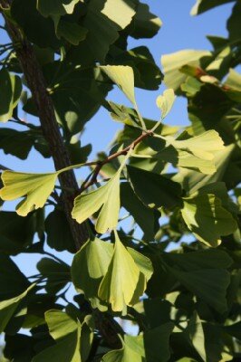 GINKGO biloba - image 1