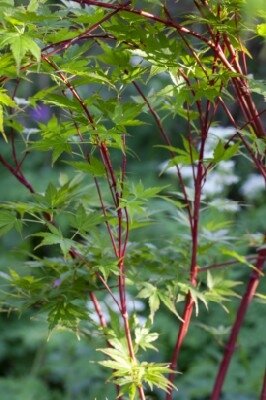 ACER palmatum 'Sango-Kaku' - image 5