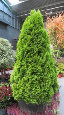 THUJA occidentalis 'Golden Smaragd'