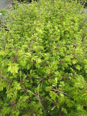 EUONYMUS alatus 'Compactus' - image 1