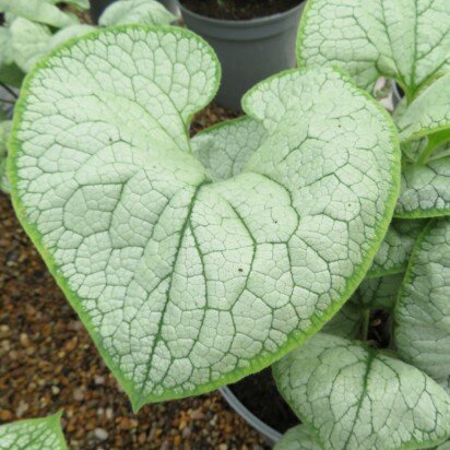 BRUNNERA macrophylla 'Sea Heart' - image 2