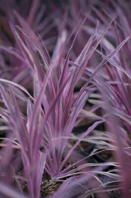 CORDYLINE australis 'Lime Passion'