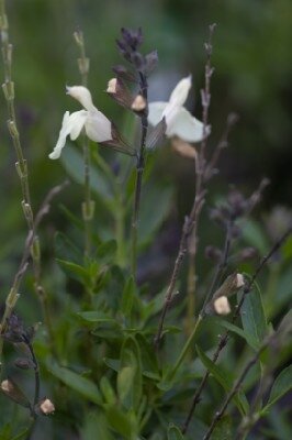 SALVIA greggii 'Mirage Deep Purple'