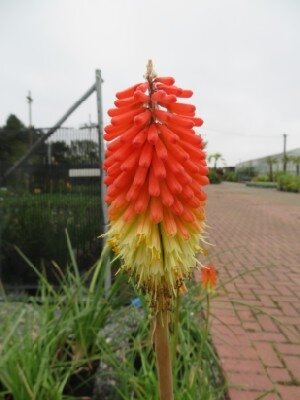 KNIPHOFIA 'Royal Castle'