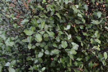 PITTOSPORUM tenuifolium 'Silver Sheen'