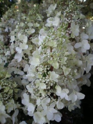 HYDRANGEA paniculata 'Pinky Winky'