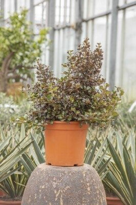 COPROSMA 'Chocolate Soldier' - image 1