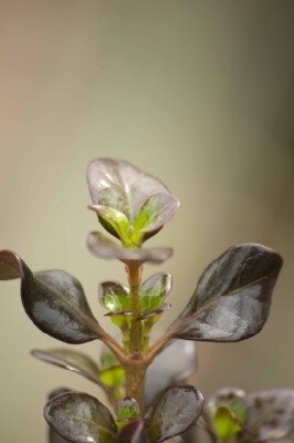 COPROSMA 'Chocolate Soldier' - image 2