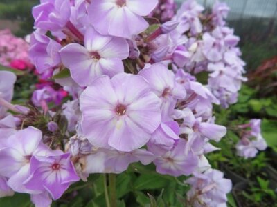 PHLOX paniculata 'Sweet Summer Lilac'