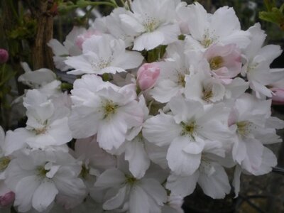 PRUNUS 'Amanogawa' - image 1