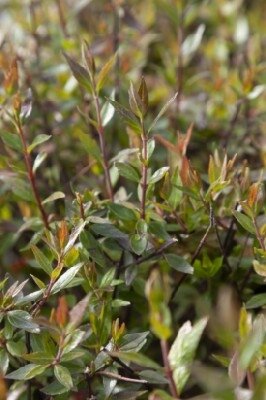 ABELIA x grandiflora 'Sherwood'