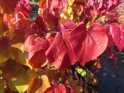 CERCIS canadensis 'Eternal Flame'