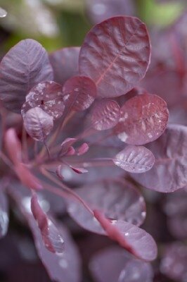 COTINUS coggygria 'Lilla'