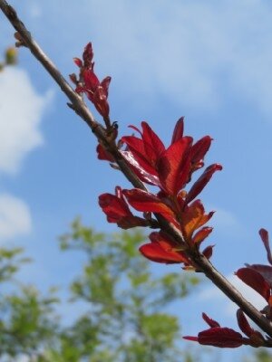 LAGERSTROEMIA indica 'Rhapsody in Pink'