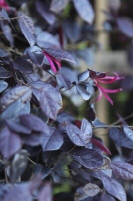 LOROPETALUM chinense 'Black Pearl'