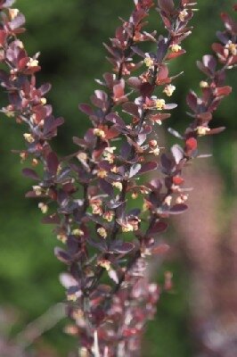 BERBERIS thunbergii 'Red Torch' - image 1