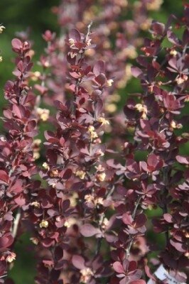 BERBERIS thunbergii 'Red Torch' - image 2