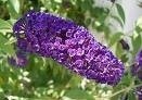 BUDDLEJA davidii 'Black Knight' - image 2