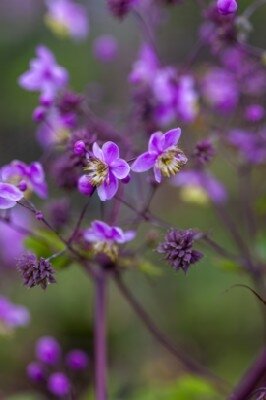 THALICTRUM rochebrunianum - image 2