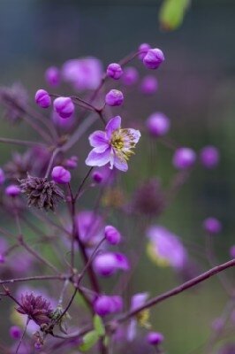 THALICTRUM rochebrunianum - image 3