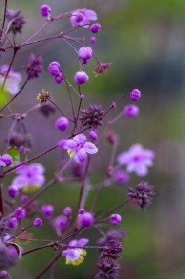 THALICTRUM rochebrunianum - image 4