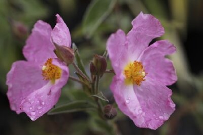 CISTUS x argenteus 'Silver Pink'