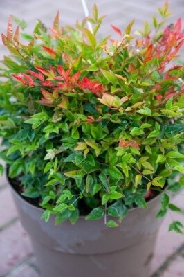 NANDINA domestica 'Twilight'