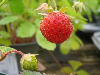 Fragaria x ananassa 'Sonata' (STRAWBERRY)