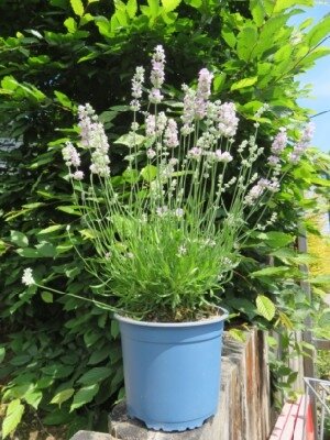 LAVANDULA angustifolia 'Beezee Pink' - image 4