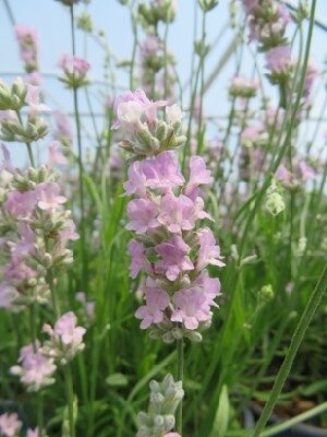 LAVANDULA angustifolia 'Beezee Pink' - image 2