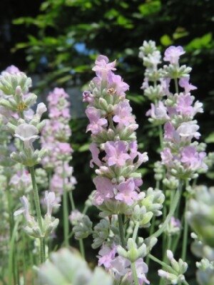 LAVANDULA angustifolia 'Beezee Pink' - image 3