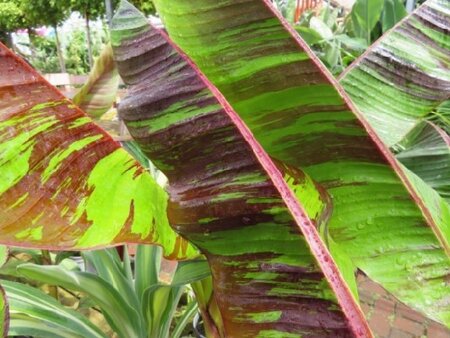 MUSA sikkimensis 'Ever Red' - image 1