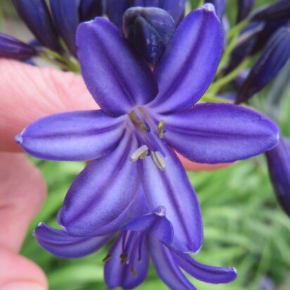 AGAPANTHUS 'Dark Silk' - image 2