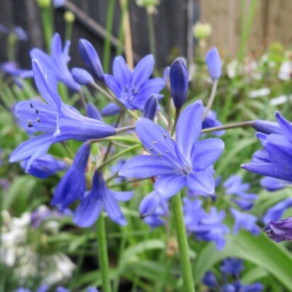 AGAPANTHUS 'Jessica'