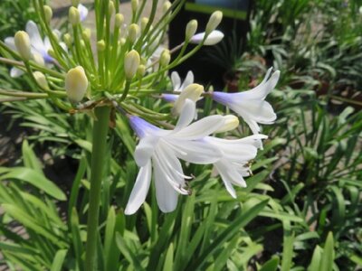 AGAPANTHUS 'Queen Mum' - image 2