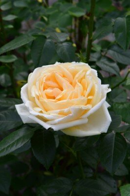 ROSA 'Countess of Wessex'