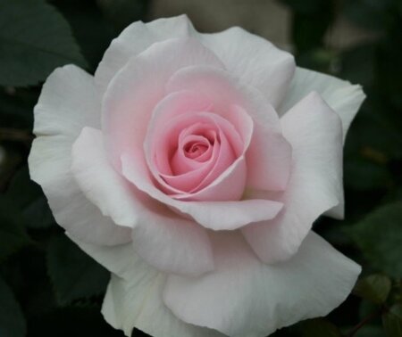 ROSA 'A Whiter Shade of Pale'