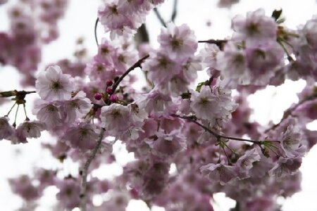 PRUNUS 'Pink Perfection'