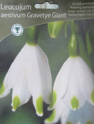 LEUCOJUM aestivum 'Gravetye Giant'