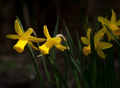 Narcissus 'February Gold'