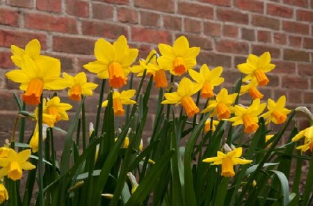 Narcissus 'Jetfire'