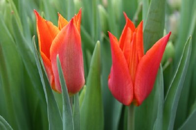 TULIPA 'Ballerina'