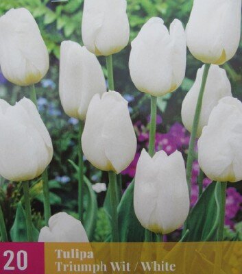 TULIPA 'White Triumphator'